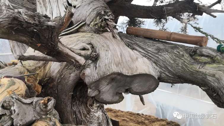 图解 柏树盆景怎么制作舍利干的28个步骤