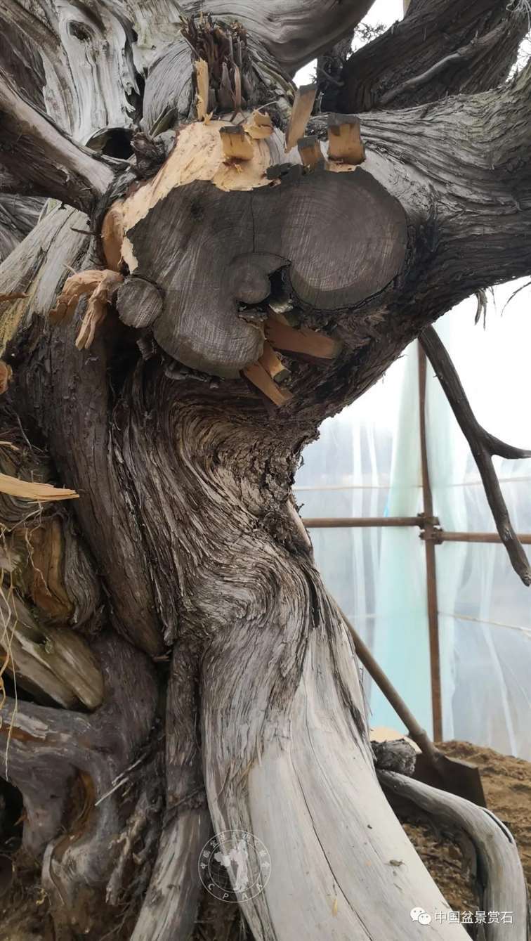 图解 柏树盆景怎么制作舍利干的28个步骤