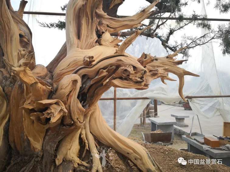 图解 柏树盆景怎么制作舍利干的28个步骤