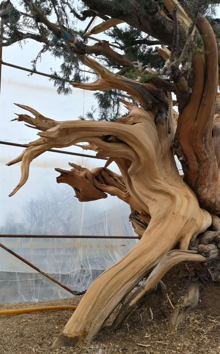 图解 柏树盆景怎么制作舍利干的28个步骤