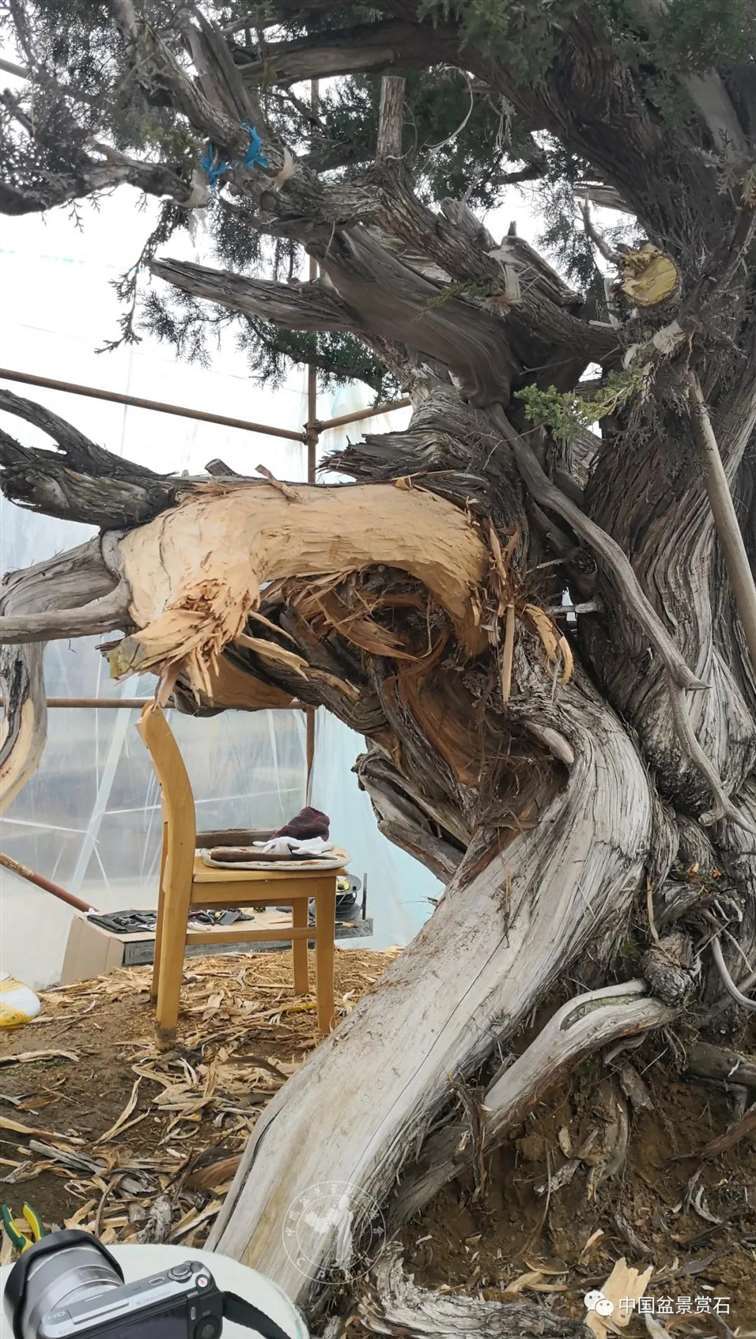 图解 柏树盆景怎么制作舍利干的28个步骤