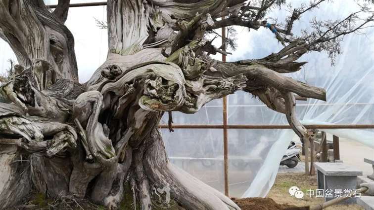 图解 柏树盆景怎么制作舍利干的28个步骤