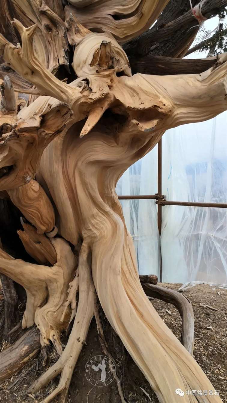 图解 柏树盆景怎么制作舍利干的28个步骤