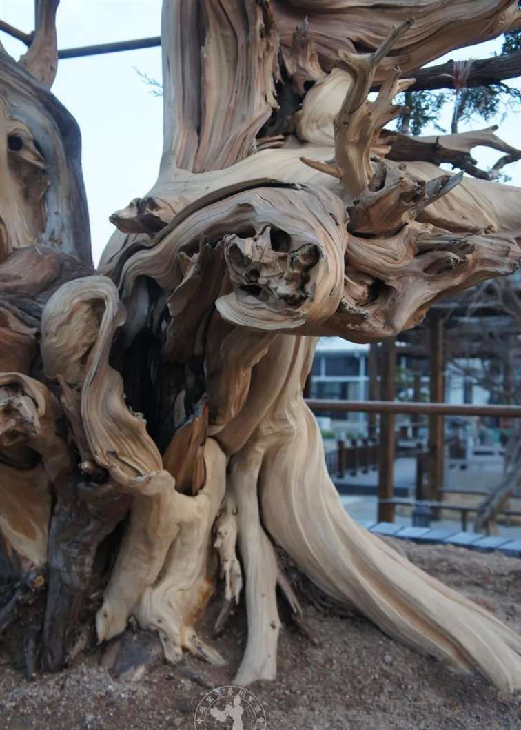 图解 柏树盆景怎么制作舍利干的28个步骤