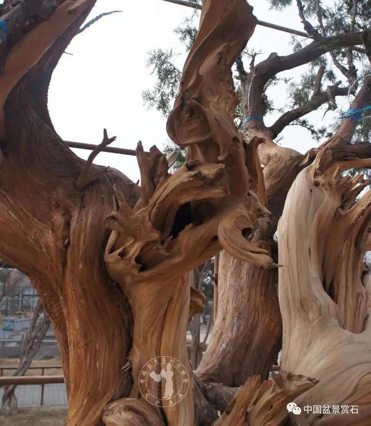 图解 柏树盆景怎么制作舍利干的28个步骤