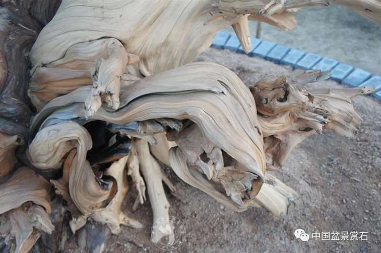 图解 柏树盆景怎么制作舍利干的28个步骤