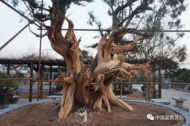 图解 柏树盆景怎么制作舍利干的28个步骤