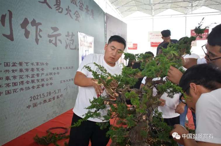 图解 安明伟怎么制作真柏盆景13个过程