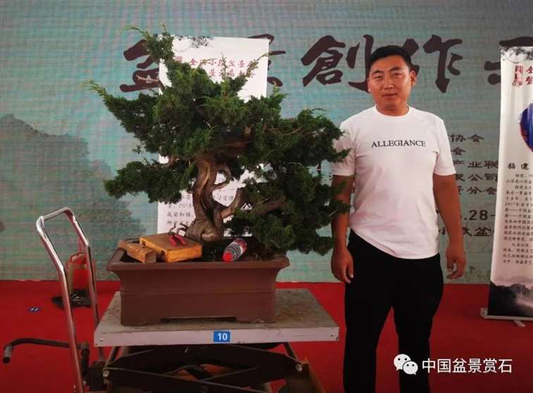 图解 安明伟怎么制作真柏盆景13个过程