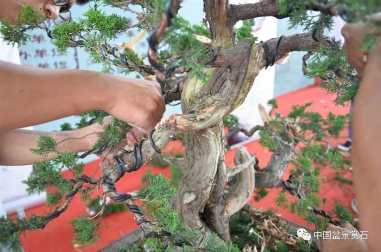 图解 安明伟怎么制作真柏盆景13个过程