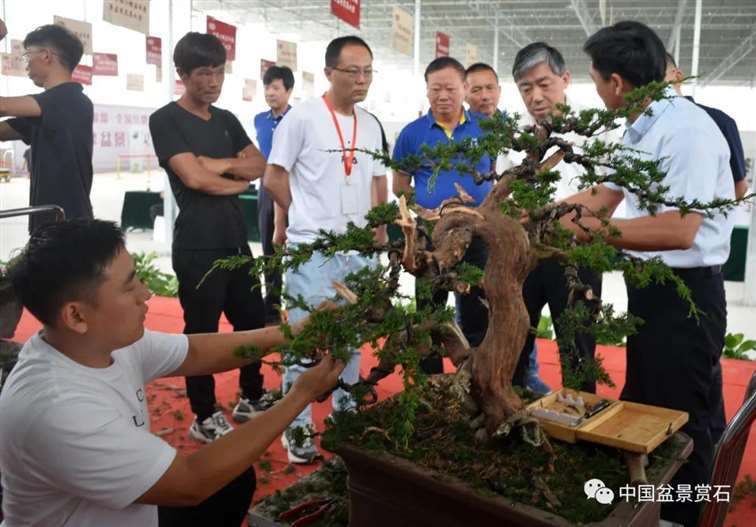 图解 安明伟怎么制作真柏盆景13个过程