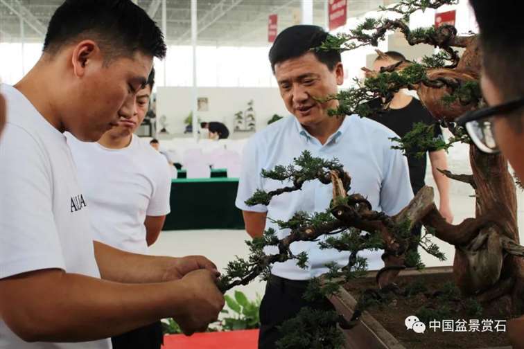 图解 安明伟怎么制作真柏盆景13个过程