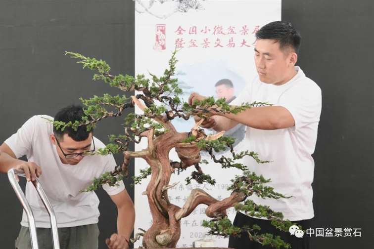 图解 安明伟怎么制作真柏盆景13个过程