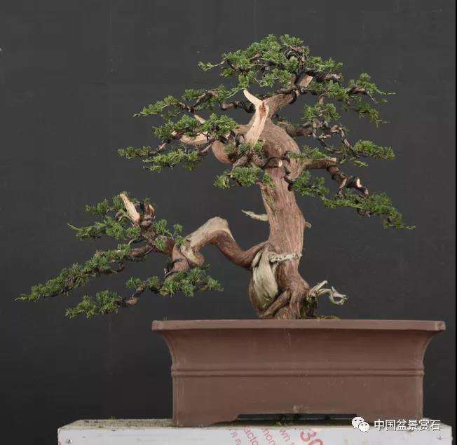 图解 安明伟怎么制作真柏盆景13个过程