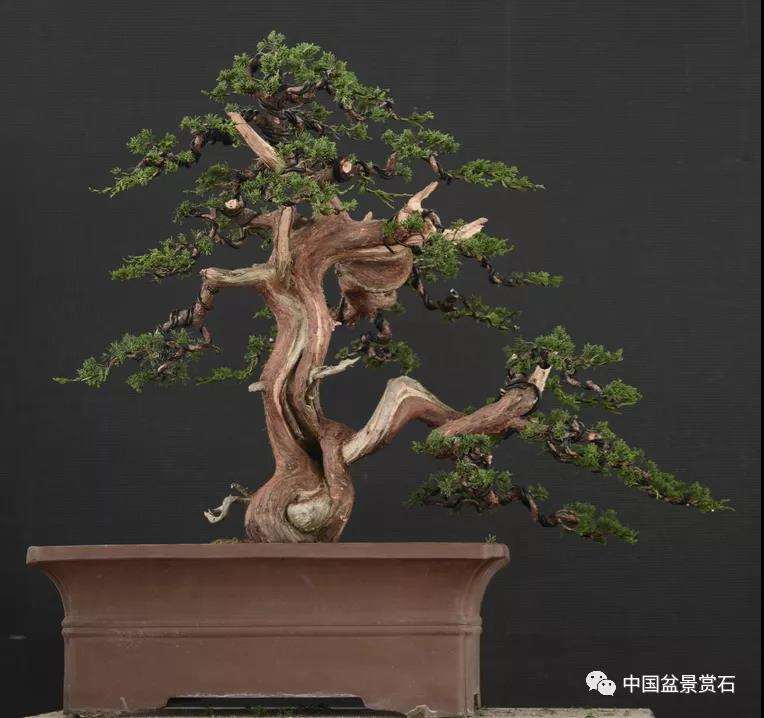 图解 安明伟怎么制作真柏盆景13个过程