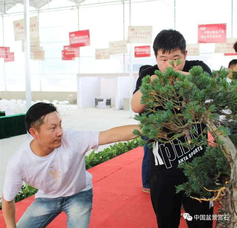 图解 任天明怎么制作五针松盆景12个过程