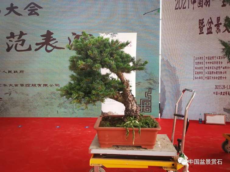 图解 任天明怎么制作五针松盆景12个过程