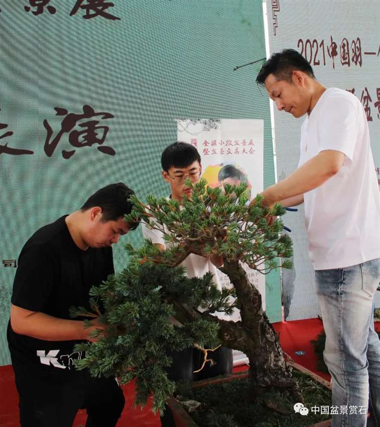 图解 任天明怎么制作五针松盆景12个过程