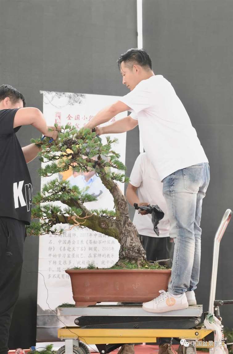 图解 任天明怎么制作五针松盆景12个过程