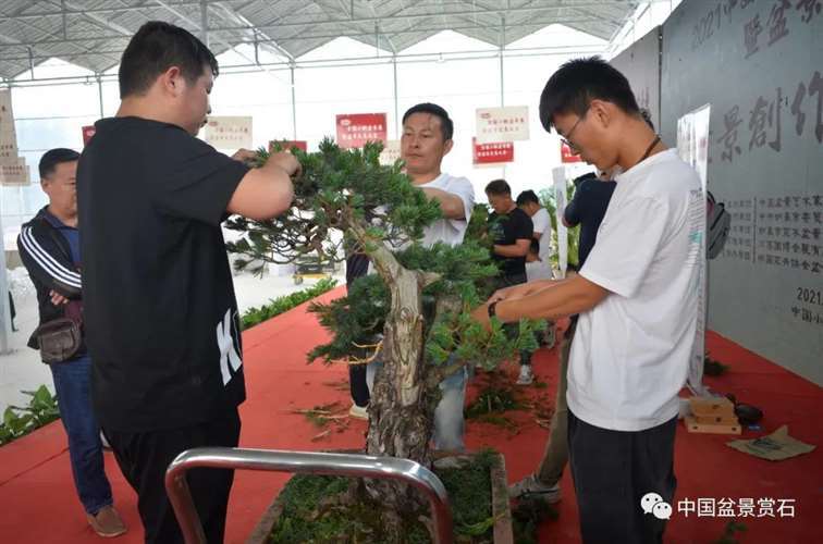 图解 任天明怎么制作五针松盆景12个过程