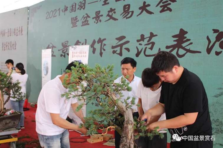 图解 任天明怎么制作五针松盆景12个过程