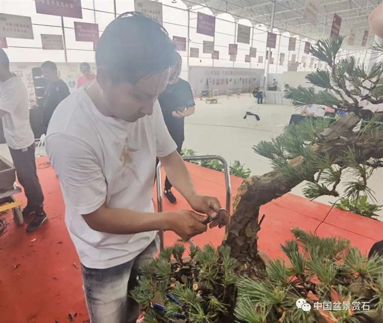 图解 任天明怎么制作五针松盆景12个过程