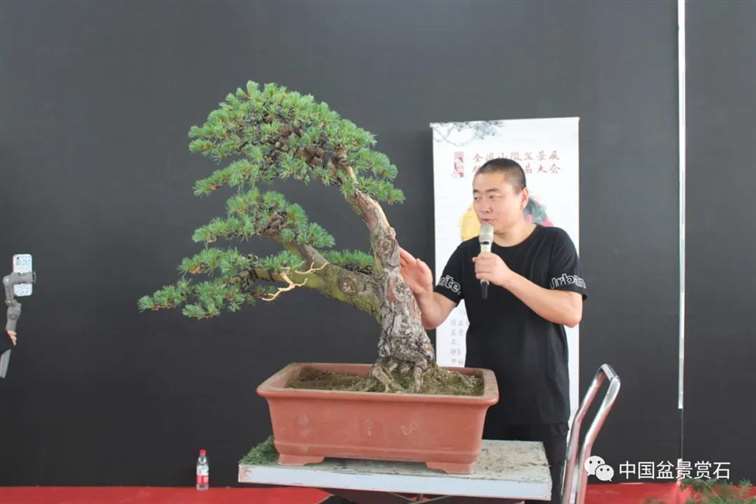 图解 任天明怎么制作五针松盆景12个过程