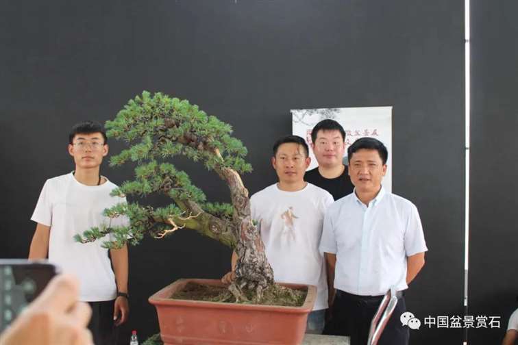 图解 任天明怎么制作五针松盆景12个过程