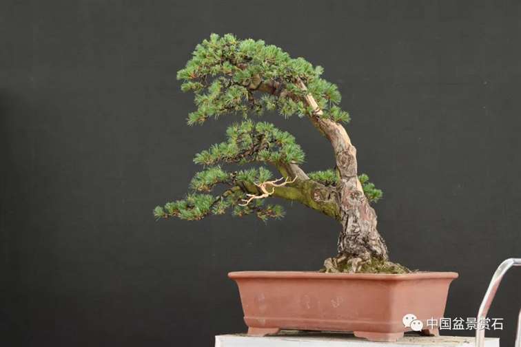 图解 任天明怎么制作五针松盆景12个过程