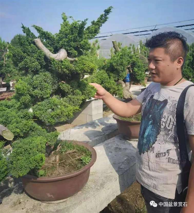 图解 宋二虎怎么制作柏树盆景的14个过程