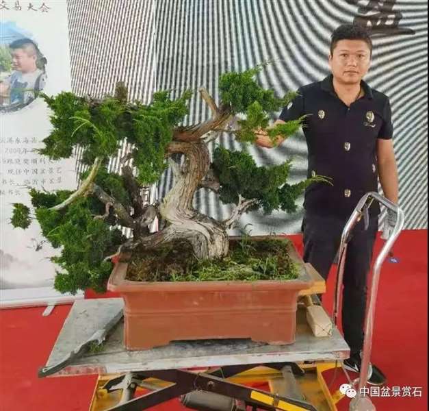 图解 宋二虎怎么制作柏树盆景的14个过程