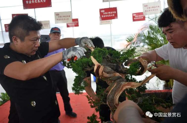 图解 宋二虎怎么制作柏树盆景的14个过程