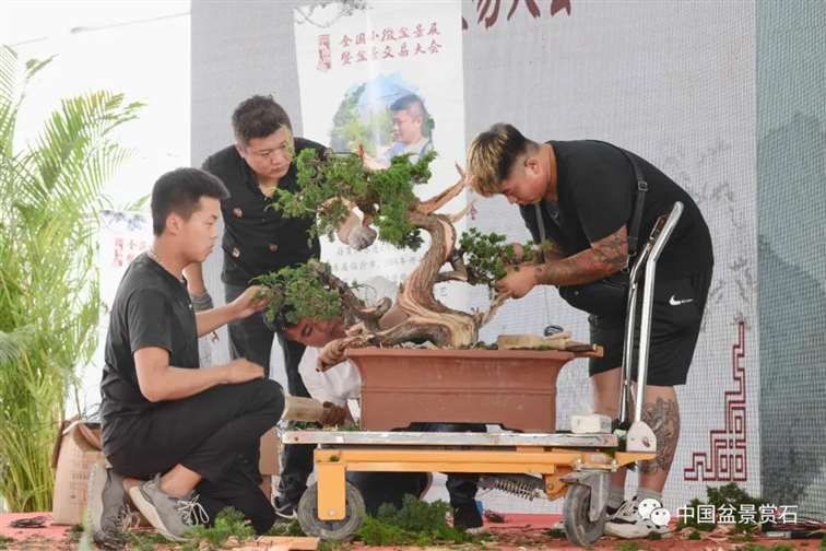 图解 宋二虎怎么制作柏树盆景的14个过程