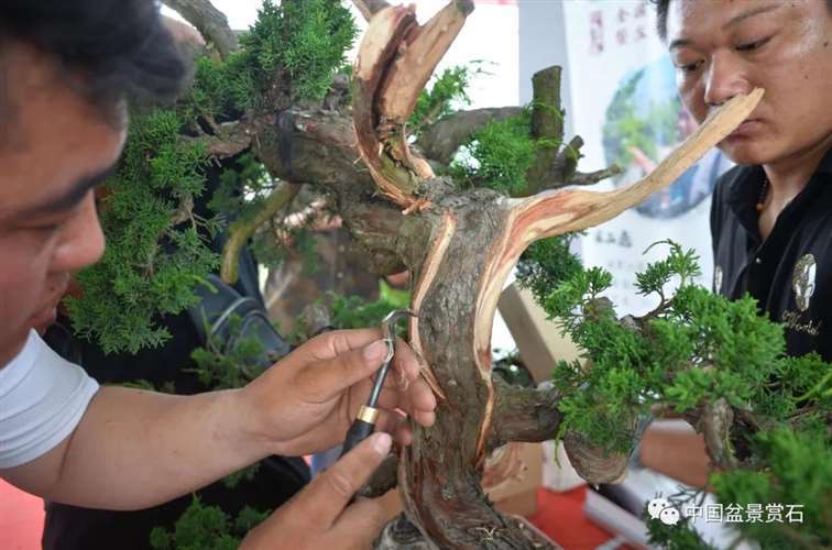 图解 宋二虎怎么制作柏树盆景的14个过程