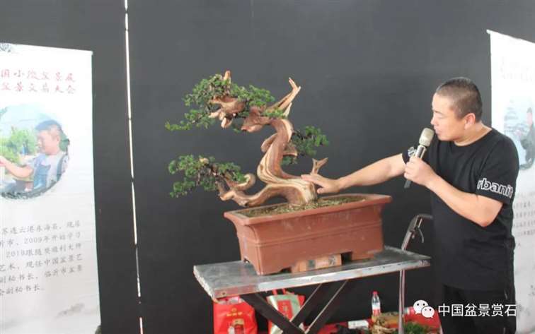 图解 宋二虎怎么制作柏树盆景的14个过程