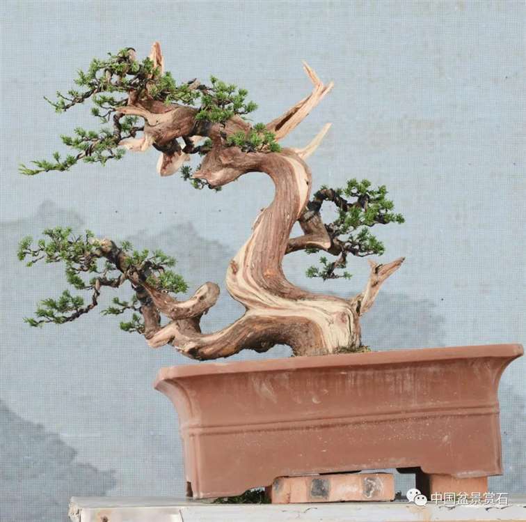 图解 宋二虎怎么制作柏树盆景的14个过程