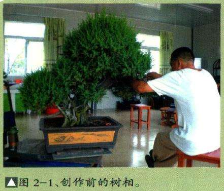 图解 刺柏盆景蟠扎前后的树相最比