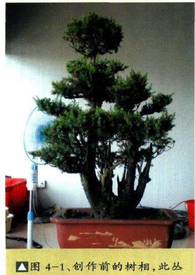 图解 丛林刺柏盆景怎么整理的5个过程