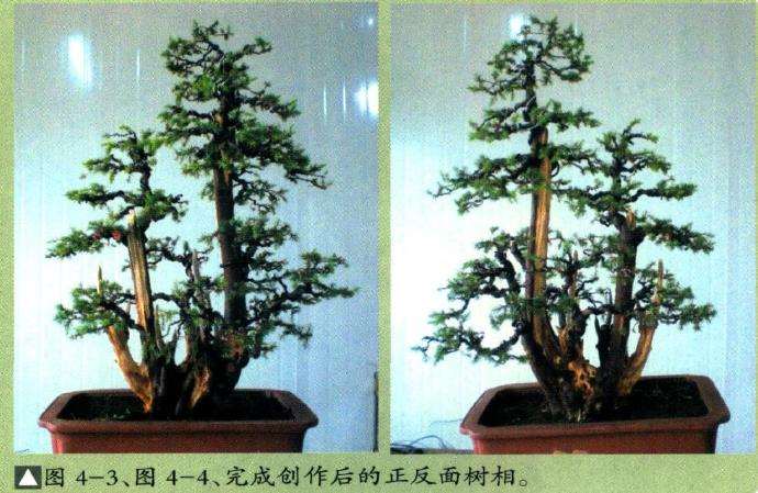 图解 丛林刺柏盆景怎么整理的5个过程