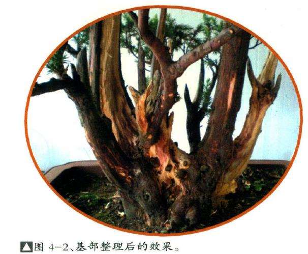 图解 丛林刺柏盆景怎么整理的5个过程