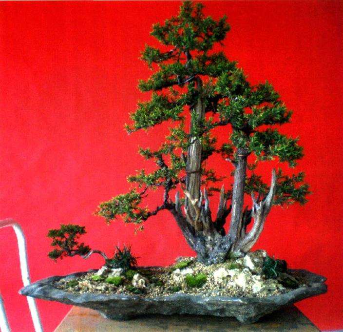 图解 丛林刺柏盆景怎么整理的5个过程