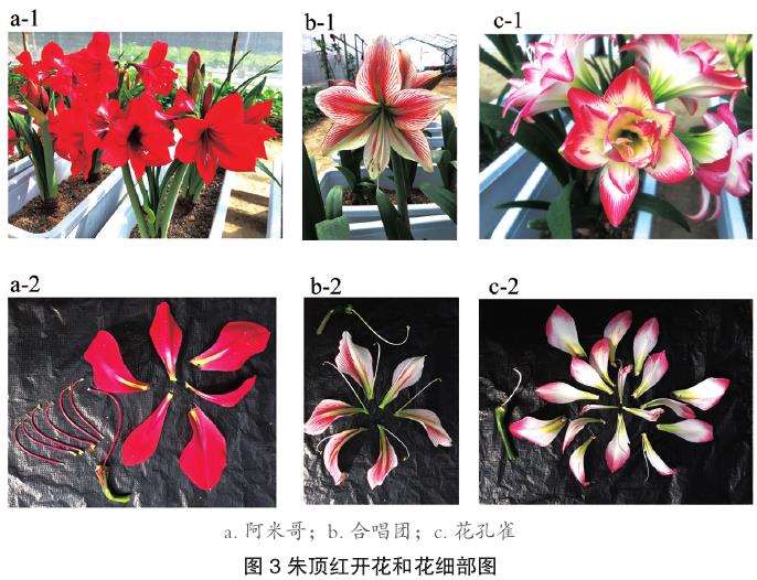 深圳朱顶红的验材料生长适应观测