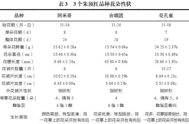 深圳朱顶红的验材料生长适应观测