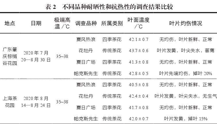 四季茶花新品种的2个抗逆性