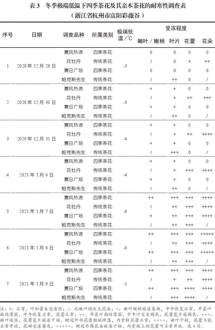 四季茶花新品种的2个抗逆性