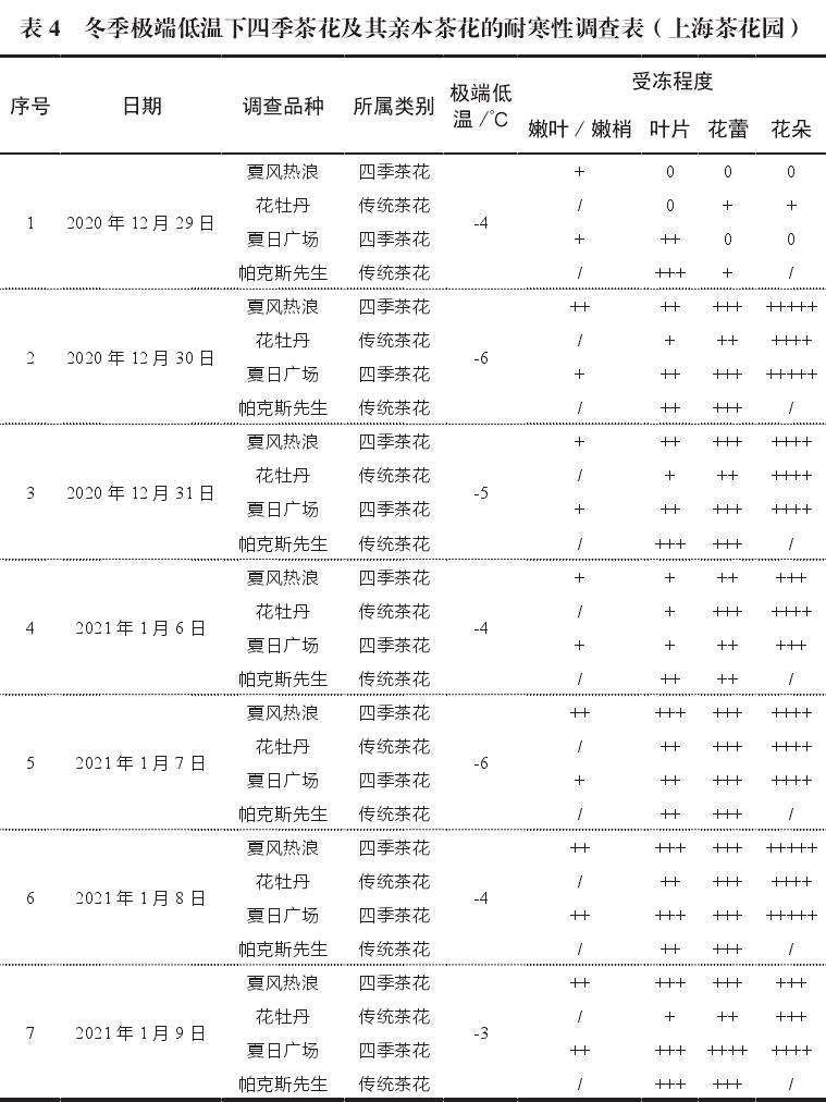 四季茶花新品种的2个抗逆性