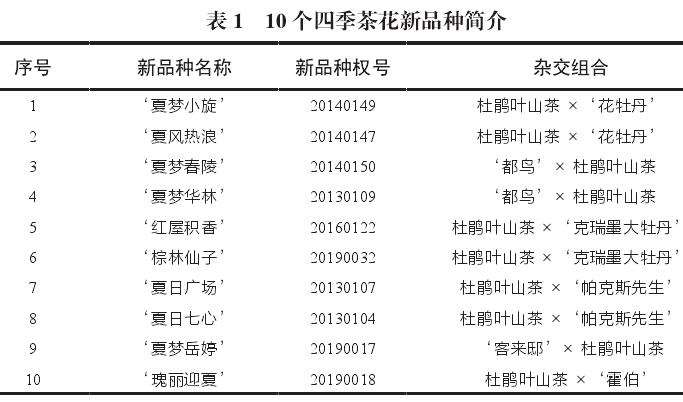 10个四季茶花新品种的观赏属 图片