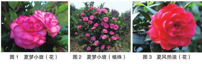 10个四季茶花新品种的观赏属 图片