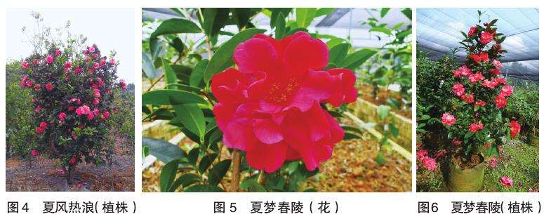 10个四季茶花新品种的观赏属 图片