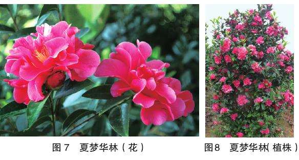 10个四季茶花新品种的观赏属 图片